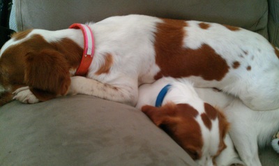 Rock steady hot sale kennel brittany