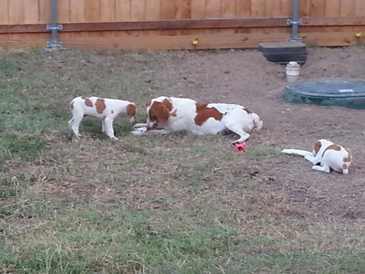 12 week old brittany outlet spaniel
