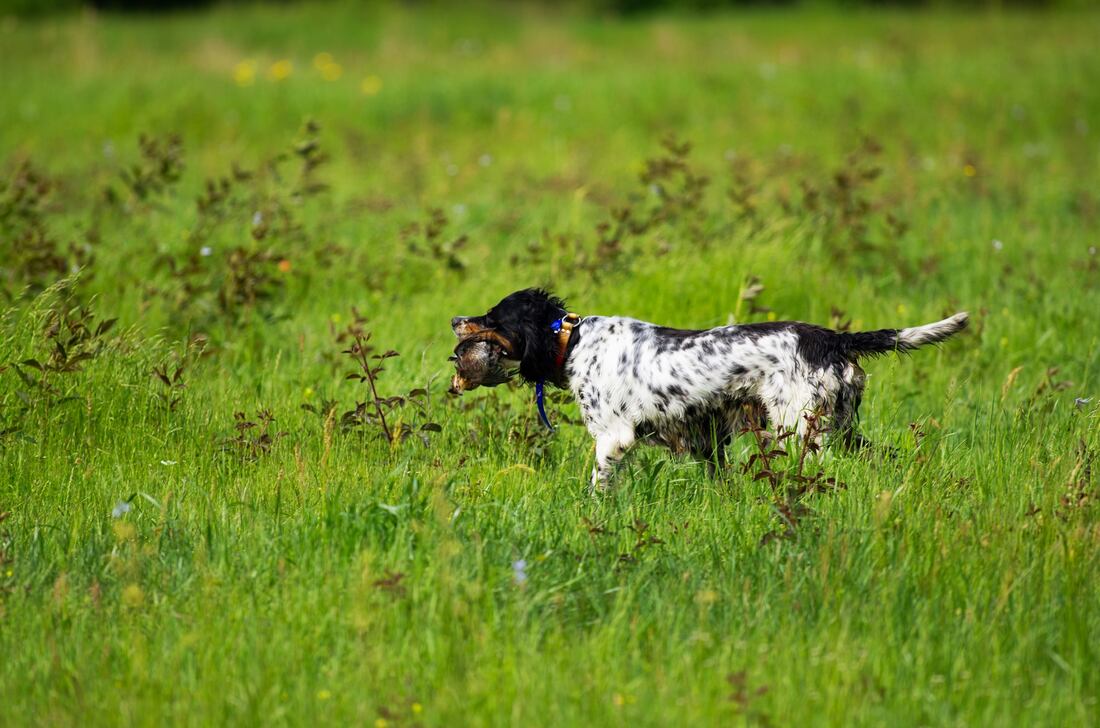 Setter ridge english setters clearance