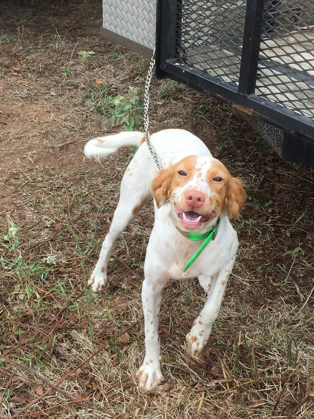 Shadow oak bo puppies online
