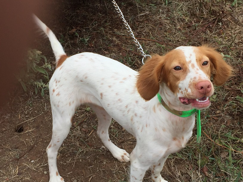 Shadow oak bo puppies online