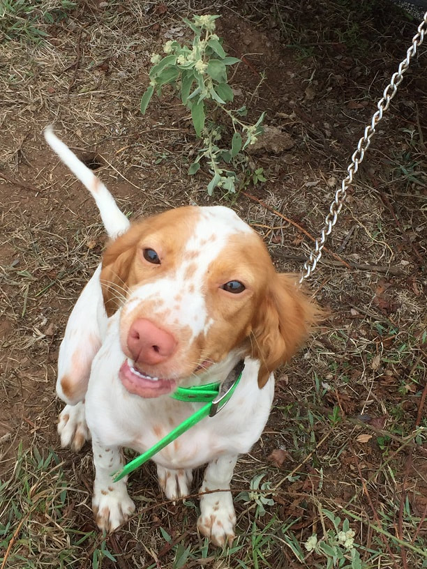 Shadow oak bo puppies online