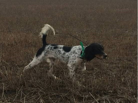 Tomoka top english setter