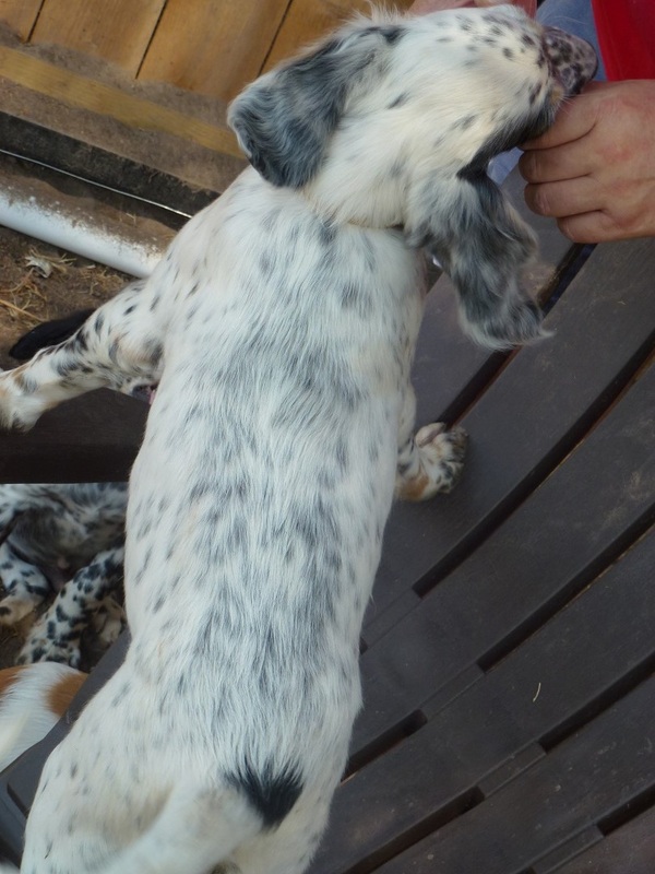 Dashing bondhu llewellin setter sales