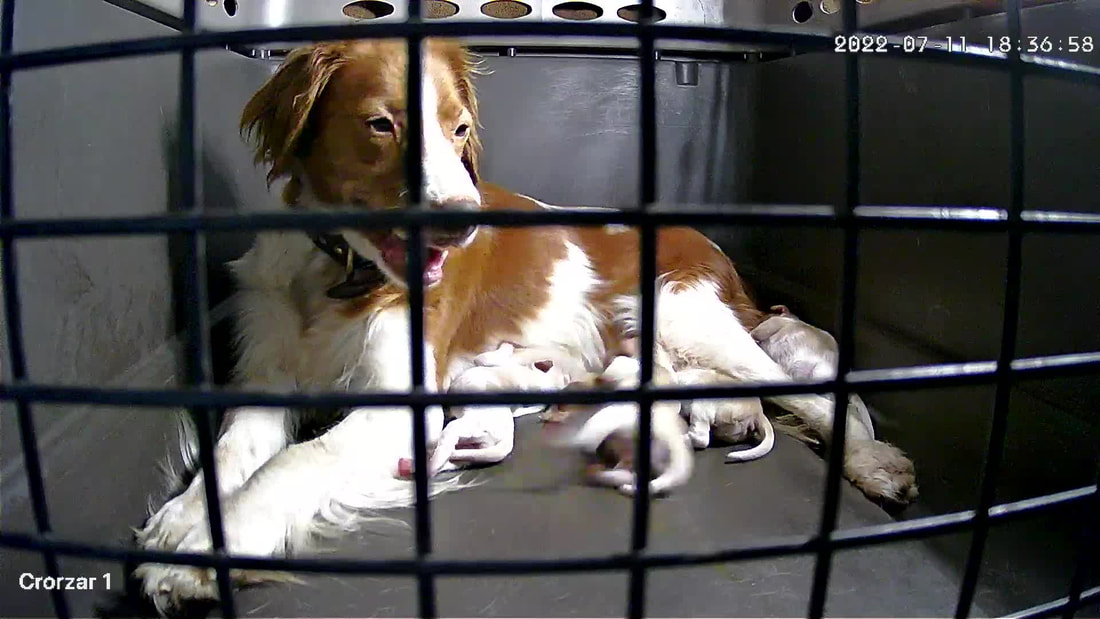 Kelley's kennel sales