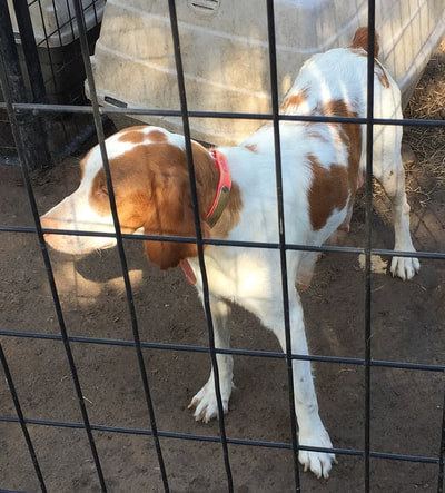 Kelley Ridge Kennels Home page Brittany Llewellin Setters English Setters Llama Fertilizer