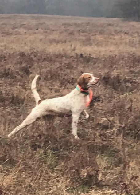 English setters for cheap sale near me